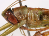 Arachnoscelis (Peruphisis) meriti Nickle, 2002: female pronotum, lateral view (allotype). (Otu).