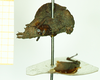 CollectionObject 1532569; 2d1514a2-d716-473f-8a7e-ac047487ca99: female, lateral view (holotype). (CollectionObject).