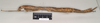 CollectionObject 1563684; 78ad9da3-1f62-4002-9661-90faa8305f48: copyright Natural History Museum, London. female, lateral view (paratype). (CollectionObject).