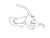 Chlorus vittatus Bruner, 1906: Fig. 5F. endophallic plate, cingulum and aedeagal valves with sheath, lateral view. (Otu).