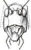 Microcentrum lanceolatum (Burmeister, 1838): head, frontal view. (Otu).