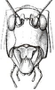 head, frontal view. Depicts Microcentrum lanceolatum (Burmeister, 1838), an Otu.