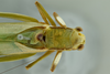 CollectionObject 1532476; 6b603065-3d3f-4c5a-8bc6-cc811a31d775: male head, pronotum and stridulatory area, dorsal view (syntype). (CollectionObject).