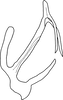 Aedeagus, lateral view on Anufrievia subapicifixa Yang & Zhang, 2018: Aedeagus, lateral view. (Observation).