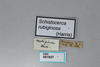 CollectionObject 2868647; f19e88bf-cb9f-4c51-a2dd-bb0880225d78, CNCI 981657: Schistocerca rubiginosa. (CollectionObject).
