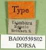 CollectionObject 1502246; 4a79cc94-9e8f-4e61-836a-a8003b5c4e7b: labels (syntype). (CollectionObject).