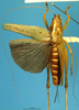 CollectionObject 1567528; 524900d0-55bb-4f01-9caf-a937c36cda13: female, dorsal view (allotype). (CollectionObject).