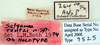 CollectionObject 1552897; a57f0f30-79d1-48ce-b239-b693c8aa9e96: Photo by Heidi Hopkins. labels. (CollectionObject).