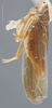 Habitus, lateral view: !! display not done !! on Colladonus brunneus (Osborn, 1915): Lateral. (Observation).
