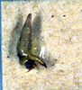 CollectionObject 1576345; b203f00d-a792-4bcb-a266-9ee287286858: male cercus. (CollectionObject).