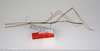 CollectionObject 1562587; bbd8b31a-8112-49a1-9396-8251ed382252: copyright ZMUH, Hamburg. male, lateral view (paratype). (CollectionObject).