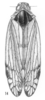 Habitus, dorsal view on Asotocixius diopter Kramer, 1983: (Observation).
