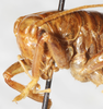 CollectionObject 1533025; b975c5b1-05a3-4d6e-b1a2-4f35e9b63359: female head and pronotum, fronto-lateral view (syntype). (CollectionObject).