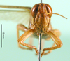 CollectionObject 1501941; a161c69f-912d-4df6-939b-fe370270a773: male, frontal view (paratype of Eyprepocnemis ibandana longipennis). (CollectionObject).