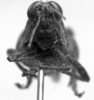 CollectionObject 1543598; 2624540b-5e58-4db6-a559-9019888360de: Image Carbonell, C.S. female, frontal view (lectotype). (CollectionObject).