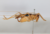 CollectionObject 1505605; 3296bc1d-3a07-4e68-8d5f-d0d99e751f4e: female, lateral view (holotype). (CollectionObject).