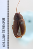 CollectionObject 1573243; 3d12e2de-744c-4768-87f1-204e5f8581d1: Copyright NHM, London. dorsal view, male, non-type. (CollectionObject).
