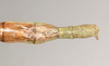 CollectionObject 1563897; f705f437-bad1-41fd-acc8-863f03dff2e0: copyright Natural History Museum, London. female: end of abdomen, dorsal view (paralectotype). (CollectionObject).;CollectionObject 1563898; 1d1172e3-5c6c-4e2e-80eb-12dffc110707: copyright Natural History Museum, London. female: end of abdomen, dorsal view (paralectotype). (CollectionObject).