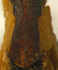 male pronotum, dorsal view (holotype). Depicts CollectionObject 1500104; ea7c2fd2-30cd-46a7-ba00-1a068fa9f3d0, a CollectionObject.