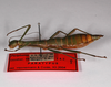 CollectionObject 1557501; 02d3ac2e-3049-401d-a564-ca8051c22800: copyright ZMB, Berlin. female, lateral view (paratype). (CollectionObject).;CollectionObject 1557502; f3f883a3-bc26-4403-83fc-8358644cbae8: copyright ZMB, Berlin. female, lateral view (paratype). (CollectionObject).