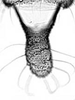 Aedeagus, ventral view.: Cauda (CA) of A. spiraecola. (Observation).