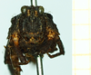 CollectionObject 1587014; 5f5a544e-d865-428b-bd40-d3d57e408cfc, NHMUK010924808: female, frontal view (syntype of Tettix convexus). (CollectionObject).