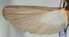 CollectionObject 1560956; USNM(SF IMPORT DUPLICATE) 7347, 4694a9f3-df5d-4c96-bbbc-33bf272a8dd3: copyright USNM, Washington. male Stratocles multilineatus, wing (holotype). (CollectionObject).