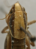 CollectionObject 1535995; cf0adb2d-8824-4932-a08b-3839d183e959: female pronotum, dorsal view (syntype). (CollectionObject).