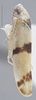 Habitus, lateral view on Empoa (Empoa) gillettei Van Duzee, 1917: Lateral. (Observation).