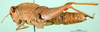 CollectionObject 1570333; f866583a-972d-463a-ac41-78b3513447e0: female, lateral view (paralectotype). (CollectionObject).