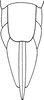 Ovipositor on Emelyanoviana mollicula (Boheman, 1845): Ovipositor and pregenital sternite (female). (Observation).