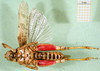 CollectionObject 1565553; 5e343dcb-e5e0-4648-9518-8d6b6fa218d6: male, ventral view (paratype of Rhachitopis ceraseus). (CollectionObject).