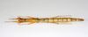 Sigaruphasma Hennemann, Conle, Perez-Gelabert & Valero, 2020: copyright USNM. female of Sigaruphasma bouladoui [type species] (paratype). (Otu).