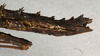 CollectionObject 1560932; NMW 452, 25e54f3c-9424-4d42-b96f-22e57ce06262: copyright NMW, Vienna. female: end of abdomen, lateral view of Galactea imponens (holotype). (CollectionObject).