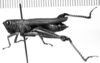 CollectionObject 1519744; cf6b3245-669a-43c2-925a-0f853754a073: Image, Carbonell, C.S. at the British Museum, 1970. female, lateral view (holotype). (CollectionObject).