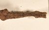 CollectionObject 1561273; 1a6c7736-f0c9-4736-9f29-09515cd4c42c: copyright OUMNH. female: end of abdomen, dorsal view (holotype). (CollectionObject).
