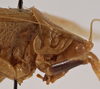 CollectionObject 1534491; 5ecc8c43-e2ff-4876-9ec0-81ab2154ed10: male pronotum, lateral view (syntype). (CollectionObject).