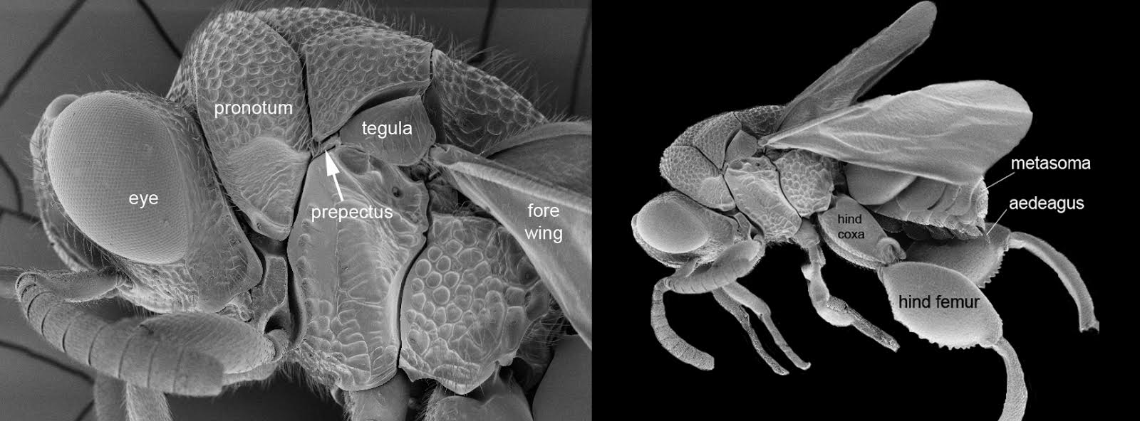 Brachymeria_mesosoma_lateral