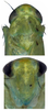 Head: !! display not done !! on Matsumurasca (Matsumurasca) diversa (Vilbaste, 1968): Head. (Observation).