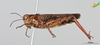 CollectionObject 2274538; Unioeste Cascavel K-1195, 49d6e876-2e74-4dd1-87a9-f555b426c1c1: Male, lateral view. (CollectionObject).