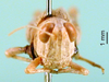 CollectionObject 1576976; 9541dc08-640f-4f7b-aab6-72078700bb11: female, frontal view (paralectotype). (CollectionObject).