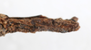 CollectionObject 1562367; NMW 241, 8a2be2e5-1ebe-4b1c-9056-d28ea6c97808: copyright NMW, Vienna. female: end of abdomen, dorsal view (syntype). (CollectionObject).