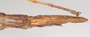 CollectionObject 1563693; NHMUK(SF IMPORT DUPLICATE) BMNH(E) #845046, 0aadf9f9-6a65-4285-8648-134f3f43faa8: copyright Natural History Museum, London. female: end of abdomen, ventral view (holotype). (CollectionObject).