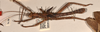 copyright OUMNH. male, lateral view of Heteropteryx grayii (paralectotype). Depicts CollectionObject 1558873; 2132ec91-ed80-4a43-b4b5-d4c5c1ec1a93, a CollectionObject.;copyright OUMNH. male, lateral view of Heteropteryx grayii (paralectotype). Depicts CollectionObject 1558874; 39fe98fa-ac6f-48fa-b445-a139b0d533e9, a CollectionObject.