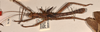CollectionObject 1558873; 2132ec91-ed80-4a43-b4b5-d4c5c1ec1a93: copyright OUMNH. male, lateral view of Heteropteryx grayii (paralectotype). (CollectionObject).;CollectionObject 1558874; 39fe98fa-ac6f-48fa-b445-a139b0d533e9: copyright OUMNH. male, lateral view of Heteropteryx grayii (paralectotype). (CollectionObject).