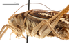 male head and pronotum, lateral view (holotype of Gampsocleis kaszabi Bazyluk, 1972). Depicts CollectionObject 1475895; ea9dd328-6dbe-4dd2-b535-d6a8eeecc279, a CollectionObject.