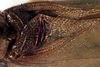 CollectionObject 1517260; 3804b82d-c06a-4fe0-8a2a-32577057cc71: male, stridulatory area (holotype). (CollectionObject).