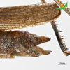CollectionObject 2243703; Unioeste Cascavel K-0782, a737c70c-82e1-49f2-9bf5-c7731360d5c6: Female, terminalia in lateral view. (CollectionObject).