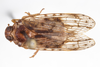 Habitus, dorsal view: (Observation).
