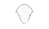 Jivarus americanus Giglio-Tos, 1898: Fig. 214. female, epiproct. (Otu).